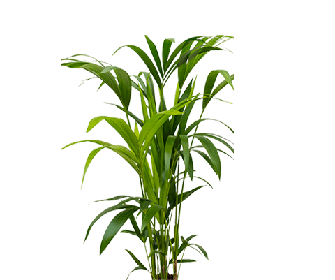 Kentia Palme