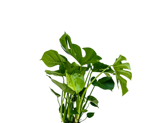 Monstera Deliciosa – Fensterblatt