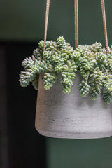 Hanging Patt Grau Blumenampel aus Fiberclay in Beton-Optik || Offenporige Oberfläche