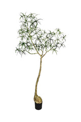 Queensland bottle Tree Kunstpflanze L 200cm-F1032-200-91