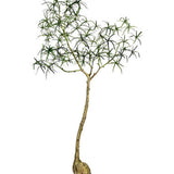 Queensland bottle Tree Kunstpflanze L 200cm-F1032-200-91