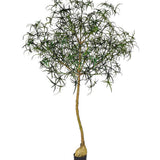 Queensland bottle Tree Kunstpflanze XL 240cm-F1032-240-91