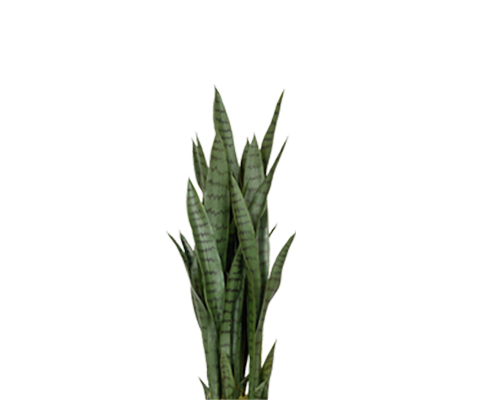 Sansevieria künstlich, H: 85cm