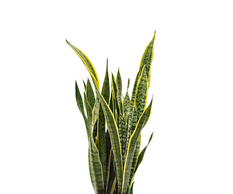 Bogenhanf - Sansevieria Laurentii - Schwiegermutterzunge