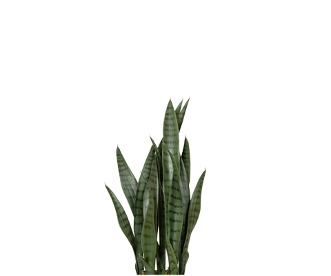 Sansevieria künstlich, H: 70cm