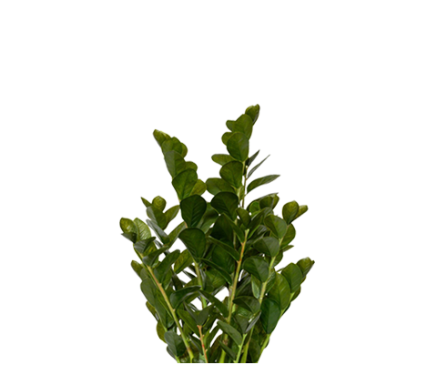 Zamioculcas künstlich, H: 90cm