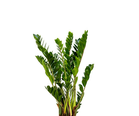 Glücksfeder - Zamioculcas