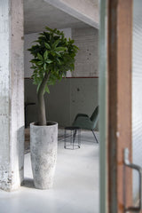Dax Oyster Imperial Weiß Finestgreen 