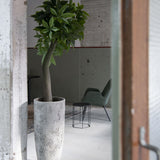 Dax Oyster Imperial Weiß Finestgreen 