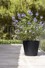 Bucket Pflanzkübel Schwarz aus Fiberstone – Eimer-Form im Lifestyle-Setting