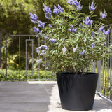 Bucket Pflanzkübel Schwarz aus Fiberstone – Eimer-Form im Lifestyle-Setting