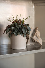 Sofia Beige Finestgreen 