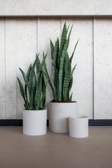 Sansevieria Künstlich H: 85cm Finestgreen 