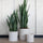 Sansevieria Künstlich H: 85cm Finestgreen 