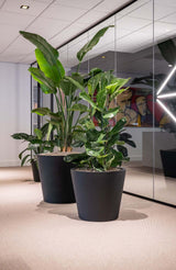 Bucket Pflanzkübel Schwarz aus Fiberstone – Größenvergleich Outdoor