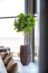 Ficus Lyrata Geigenfeige Künstlich H: 180cm Finestgreen 
