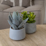 Echeveria künstlich im Zementtopf (Pflanze inkl. Topf) Finestgreen 