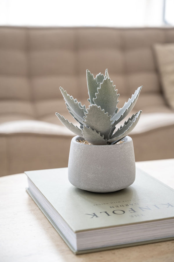 Echeveria künstlich im Zementtopf