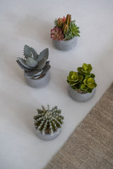 Echeveria künstlich im Zementtopf (Pflanze inkl. Topf) Finestgreen 