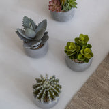 Echeveria künstlich im Zementtopf (Pflanze inkl. Topf) Finestgreen 