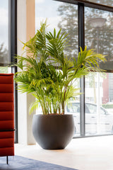 Jumbo Orb Pflanzkübel Schwarz aus Fiberstone – Kugelform im Lifestyle-Setting