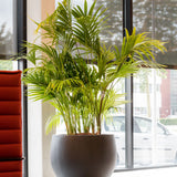 Jumbo Orb Pflanzkübel Schwarz aus Fiberstone – Kugelform im Lifestyle-Setting