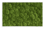 Moosbild Ballenmoos 100x60 cm Finestgreen [mc]