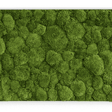 Moosbild Ballenmoos 100x60 cm Finestgreen [mc]