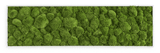 Moosbild Ballenmoos 140x40 cm Finestgreen [mc]