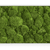 Moosbild Ballenmoos 140x40 cm Finestgreen [mc]