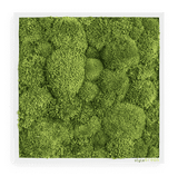 Moosbild Ballenmoos 35x35 cm Finestgreen [mc]
