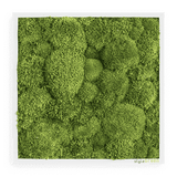 Moosbild Ballenmoos 35x35 cm Finestgreen [mc]