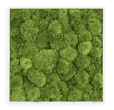 Moosbild Ballenmoos 55x55 cm Finestgreen [mc]