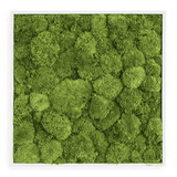 Moosbild Ballenmoos 55x55 cm Finestgreen [mc]