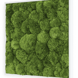 Moosbild Ballenmoos 55x55 cm Finestgreen 