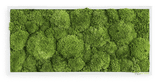 Moosbild Ballenmoos 57x27 cm Finestgreen [mc]