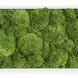 Moosbild Ballenmoos 57x27 cm Finestgreen [mc]