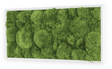 Moosbild Ballenmoos 57x27 cm Finestgreen 