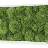 Moosbild Ballenmoos 57x27 cm Finestgreen 