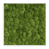 Moosbild Ballenmoos 80x80 cm Finestgreen [mc]