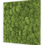 Moosbild Ballenmoos 80x80 cm Finestgreen 