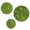 Moosbild ELLIPSOID Ballenmoos 3er Set