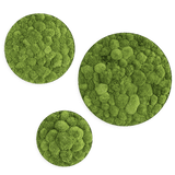 Moosbild ELLIPSOID Ballenmoos 3er Set Finestgreen [mc]