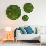 Moosbild ELLIPSOID Ballenmoos Finestgreen 