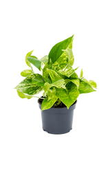 Scindapsus Marble Queen Ø:12 H:20 cm Finestgreen [mc]