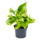 Scindapsus Marble Queen Ø:12 H:20 cm Finestgreen [mc]