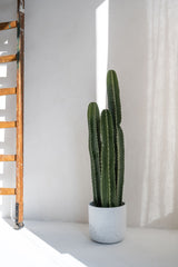 Kaktus San Pedro Künstlich Finestgreen 