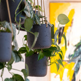 Hanging Charlie Schwarz Blumenampel aus Fiberclay in Beton-Optik || Offenporige Oberfläche