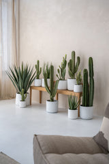Kaktus Cereus Künstlich H: 55cm Finestgreen 