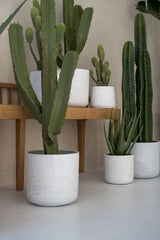 Kaktus Cereus Künstlich H: 55cm Finestgreen 